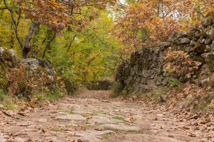 Los colores ocres y amarillos empiezan a aparecer en el Castañar de Montánchez, provincia de Cáceres. Pronto, el camino será una alfombra de hojas caídas de los castaños
