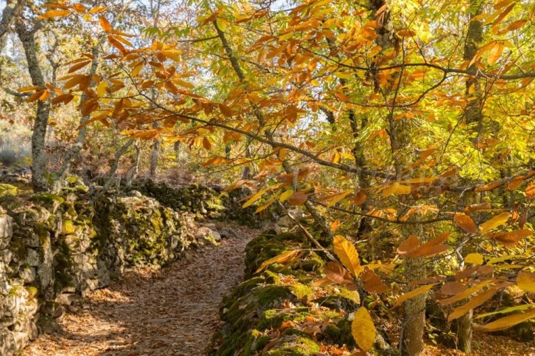 Sendero flanqueado por muros de piedra cubiertos de musgo en el Castañar de Montánchez, Cáceres, con hojas de castaño en tonos amarillos y ocres durante el otoño