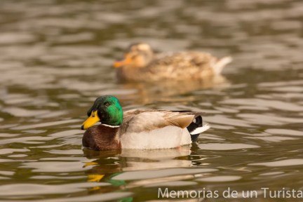 Pareja de ánades reales en el Embalse de Proserpina. Cercanías de Mérida.
