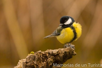 Carbonero común fotografiado en la finca El Millarón, provincia de Cáceres. Posa como un modelo dando vistosidad al color amarillo con la franja negra en el pecho de la cual es caracterísitico en su especie
