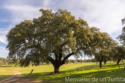 El Abuelo de Cornalvo. Alcornoque de 400 años que se levanta a la orilla del Embalse de Cornalvo