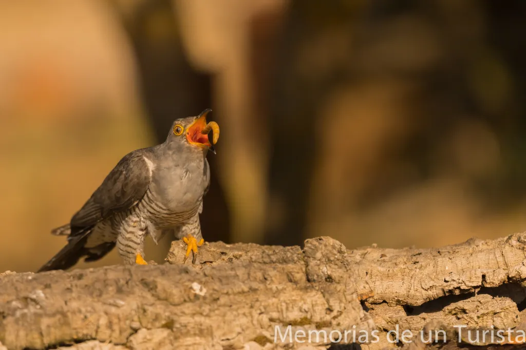 Extremadura – Tierra de Trujillo: fotografiando al cuco, oropéndola, zorzal, estornino y abubilla desde el hide Birding and Wild Photo
