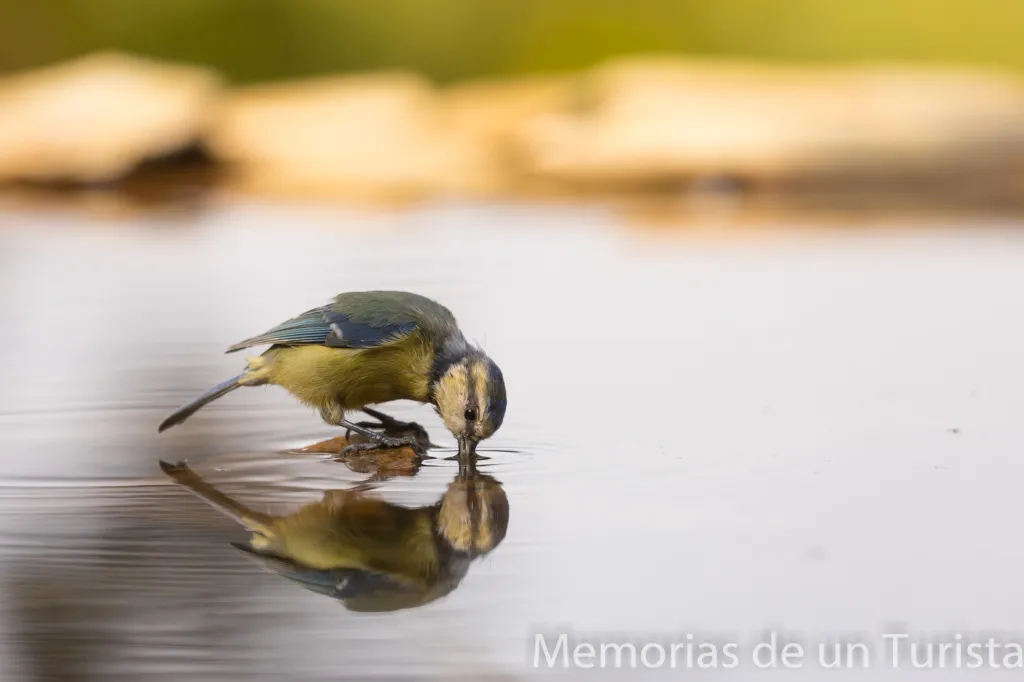 Extremadura – Cáceres: fotografiando paseriformes en el hide de Nature Photo Tours Spain
