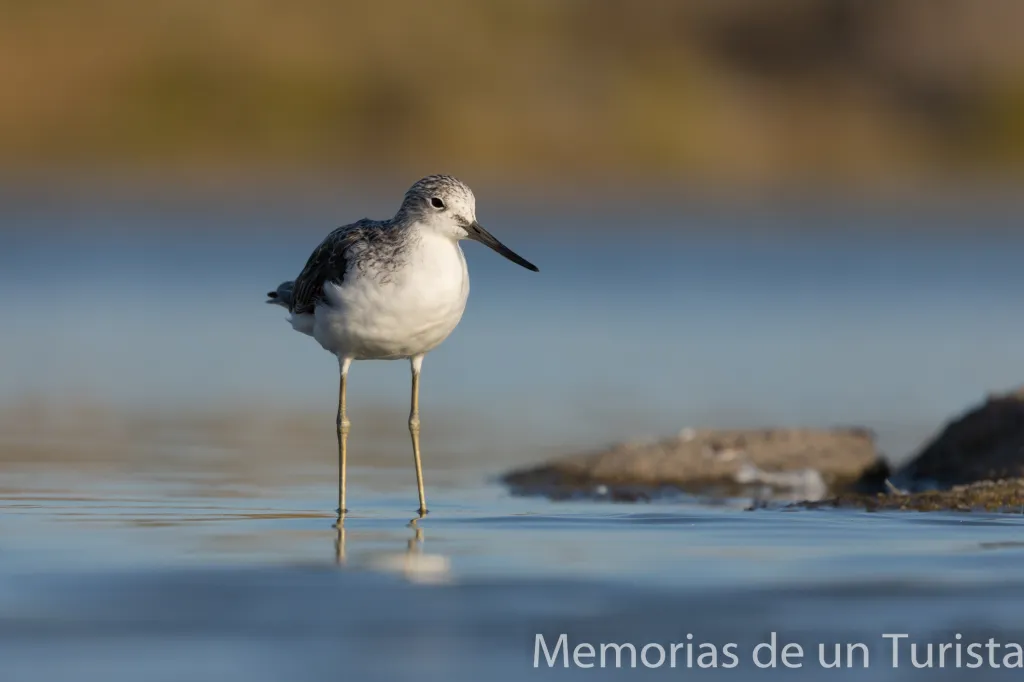 Extremadura – Tajo-Salor: nueva sesión fotográfica de aves desde hidro hide