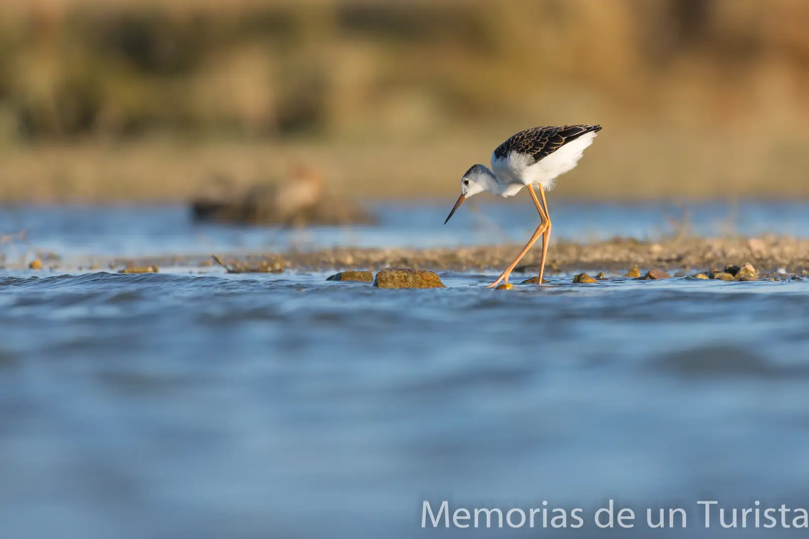 Extremadura – Tajo-Salor: sesión fotográfica de aves desde hidro hide