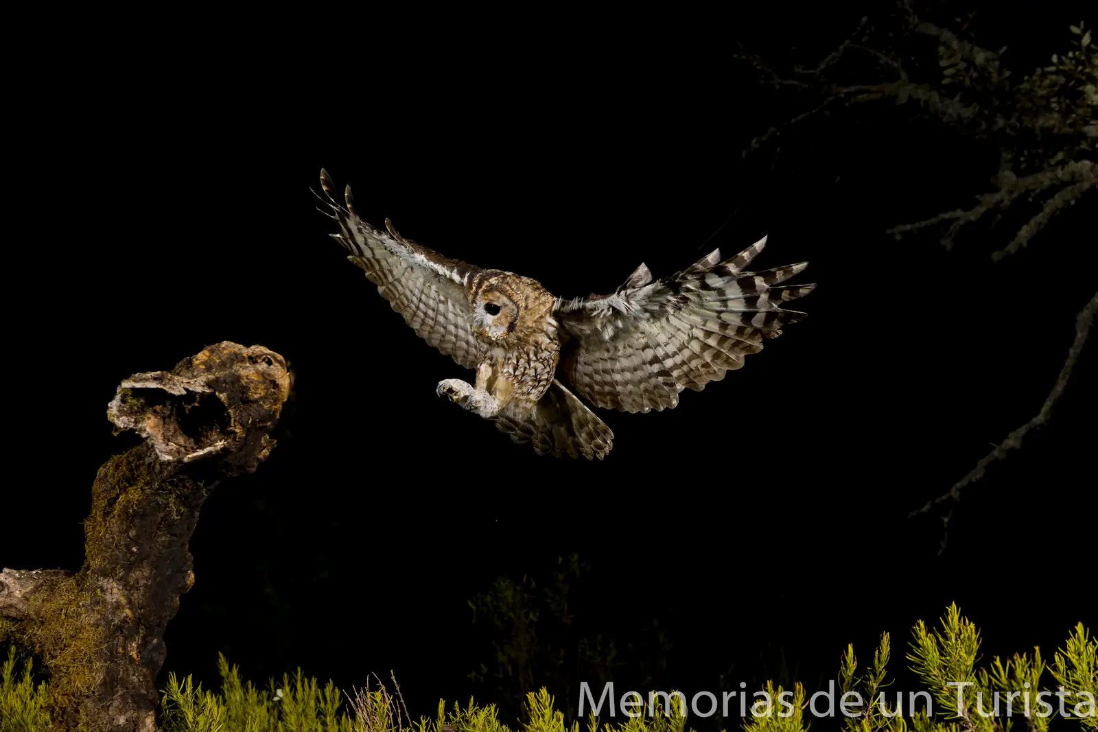 Extremadura – Cáceres: volviendo a los hides de Nature Photo Tours Spain