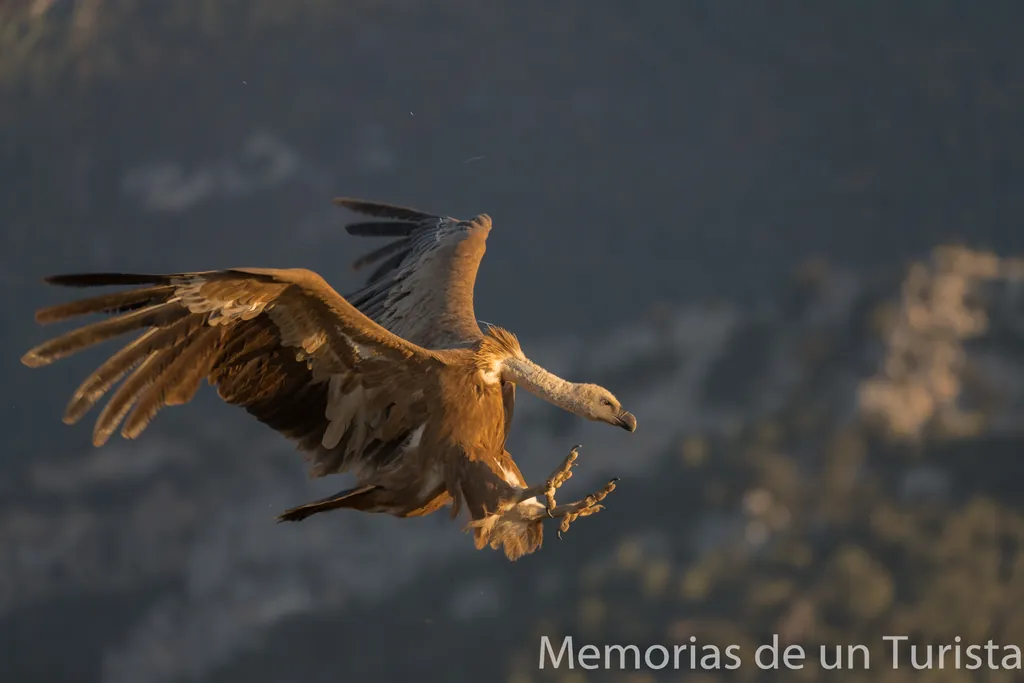 Cataluña – Solsonés: fotografiando carroñeros en el hide de Photo Logistics