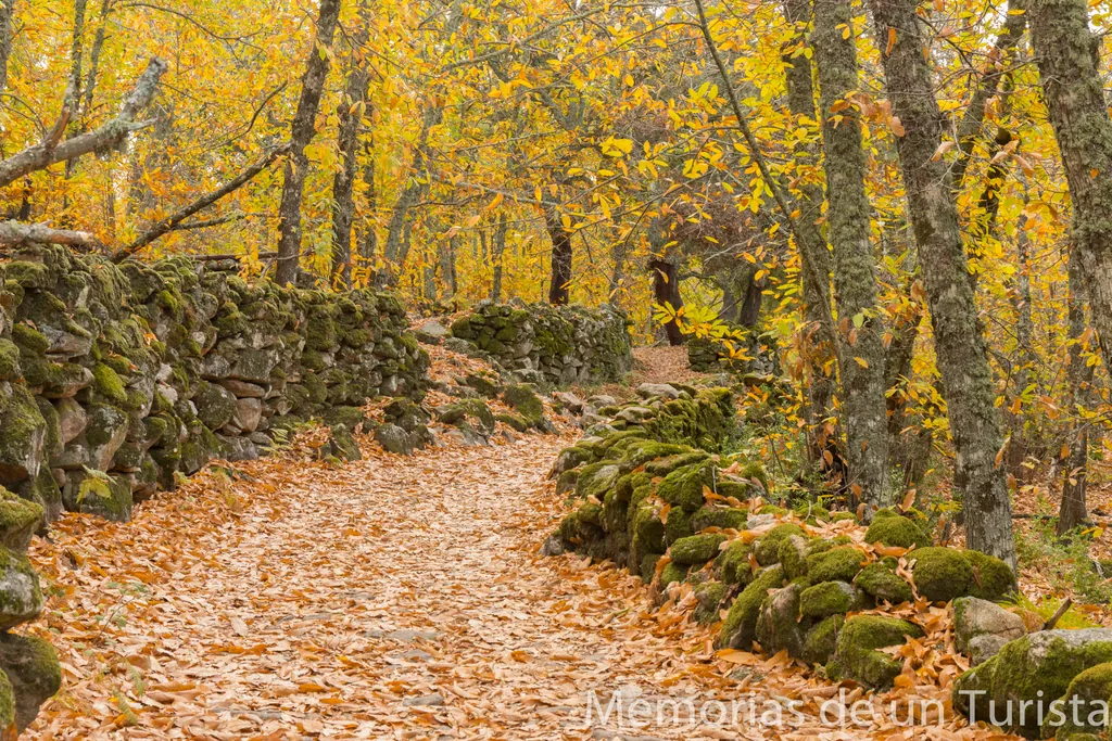 Extremadura – Tierra de Montánchez: ruta al castañar de Montánchez 2021. Visita a la Encina La Nieta y a la Encina La Terrona