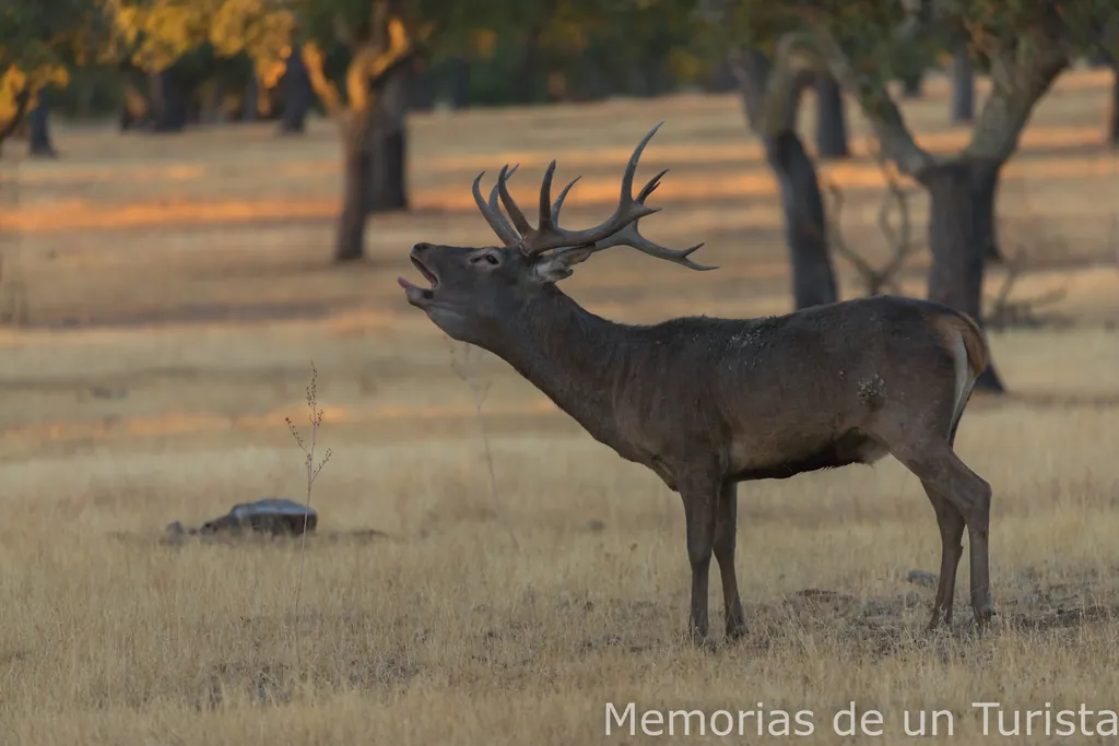 Extremadura – Sierra de San Pedro: fotografiando la berrea en el hide de El Millarón