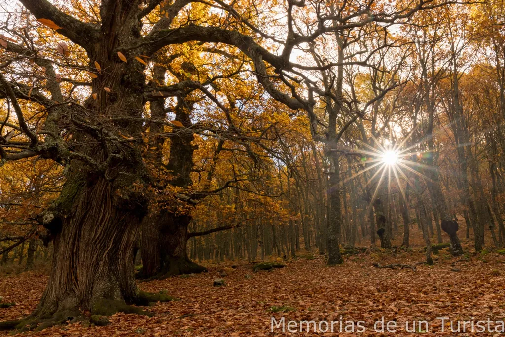 Ruta por El Castañar del Tiemblo en otoño, Valle de Iruelas (Ávila). Bosque de castaños centenarios con luz solar entre el follaje