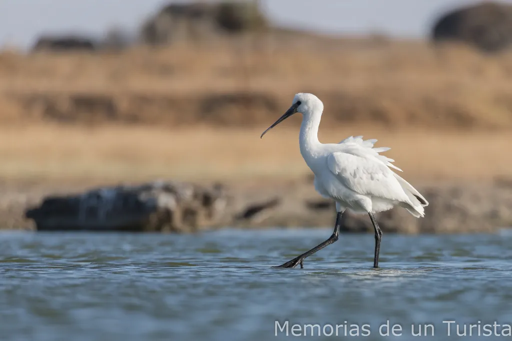 Una espátula común de plumaje blanco caminando por el agua de una charca en Malpartida de Cáceres, con el fondo desenfocado de tonalidades ocres