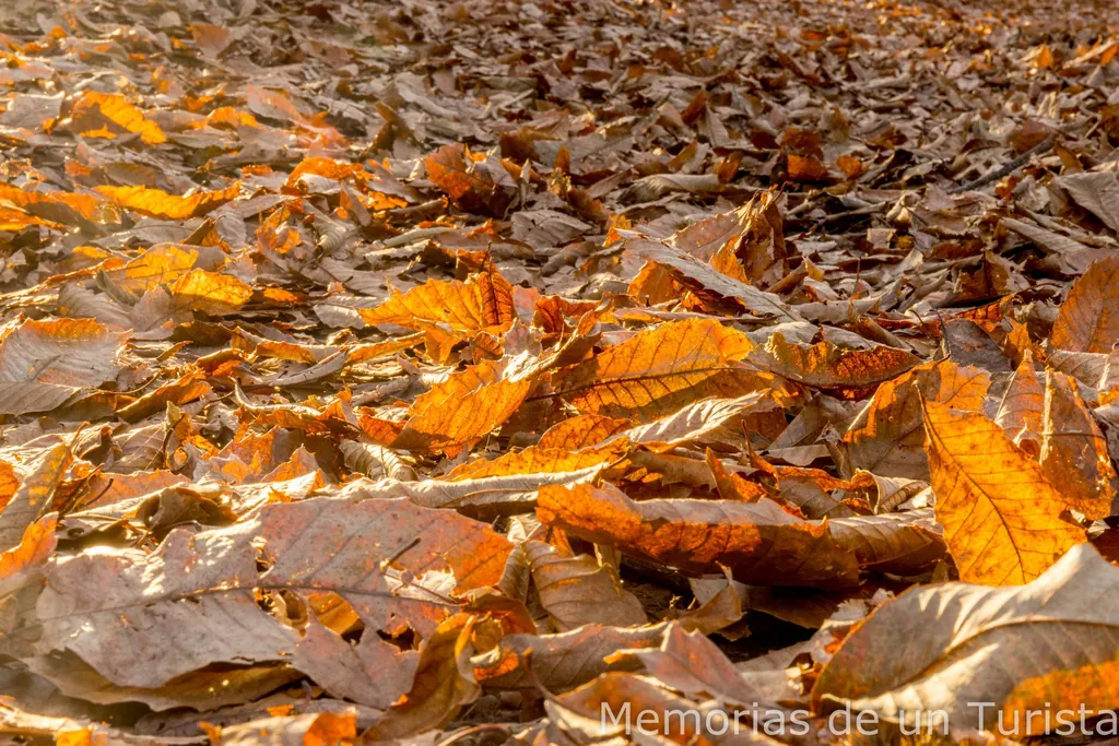 Suelo cubierto de hojas de castaño en otoño en el famoso Castañar de Montánchez, Cáceres. Paisaje típico de senderismo en Extremadura durante la época de la caída de la hoja