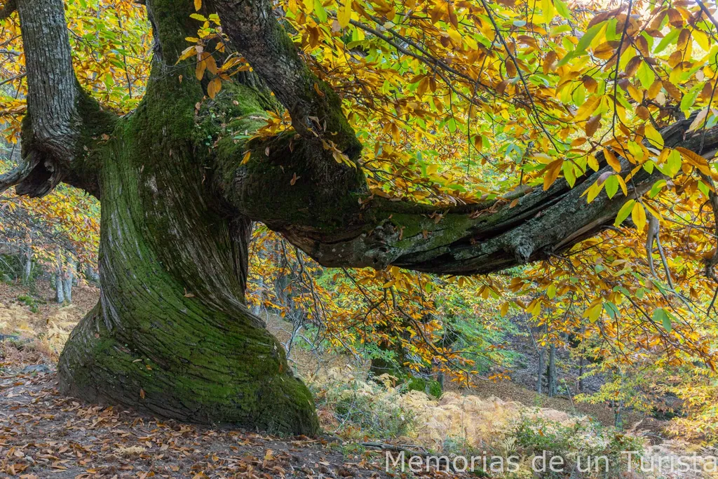Fotografía del Castaño Menuero, un árbol singular situado en el paraje del Temblar en Segura de Toro, Valle del Ambroz. Muestra su tronco helicoidal cubierto de musgo y el cambio de color otoñal de las hojas