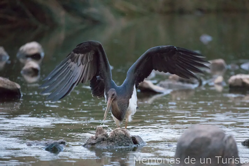 Cigüeña negra (Ciconia nigra) en una charca de la Sierra de San Pedro, Extremadura. Fotografía de fauna salvaje mostrando a la cigüeña en actitud de pesca con las alas abiertas en su hábitat natural