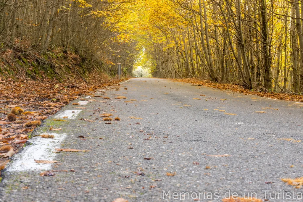 Carretera escénica del Puerto de Honduras en el Valle del Ambroz, Cáceres. Paisaje del Otoño Mágico con un túnel natural formado por castaños de hojas amarillas y suelo cubierto de castañas