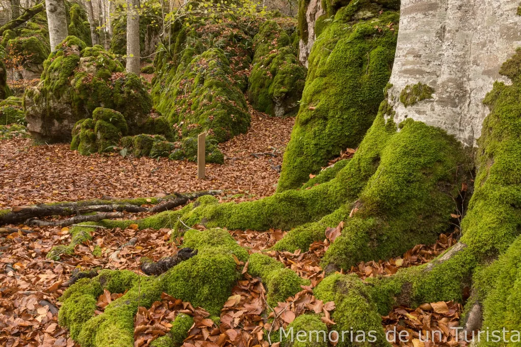 Raíces musgosas de un haya en primer plano dentro del Hayedo Encantado de Urbasa, Navarra. Paisaje otoñal con hojas secas en el suelo y rocas cubiertas de musgo, capturando un ambiente mágico y natural