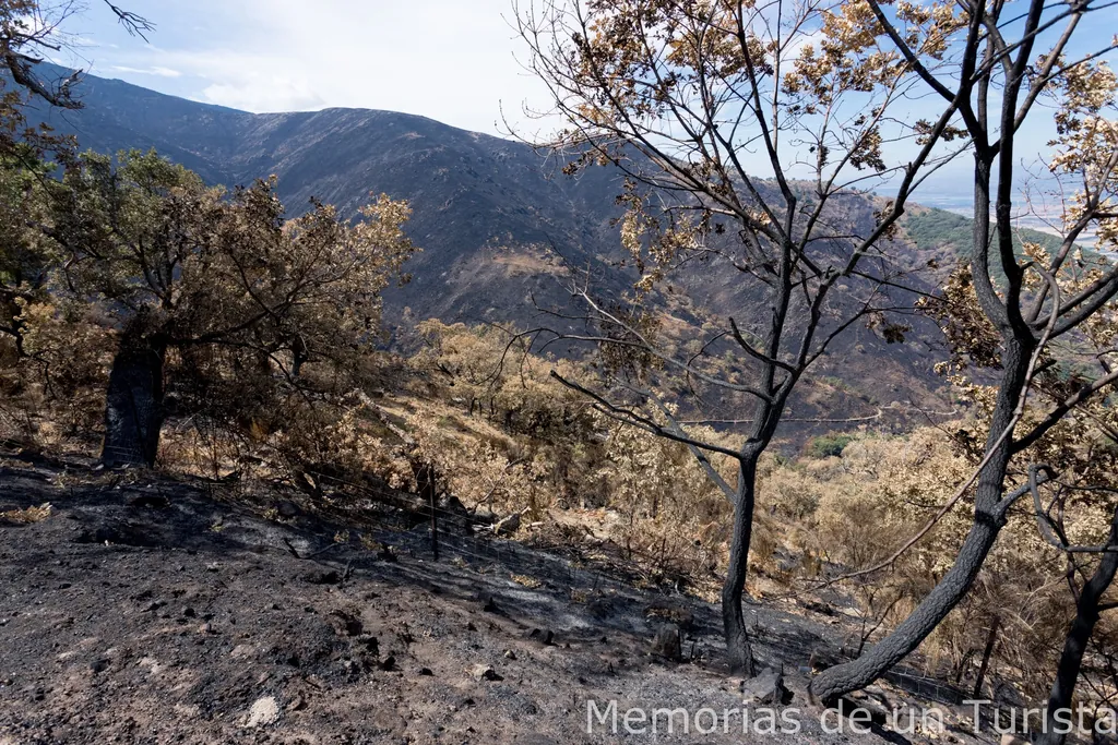 Robles carbonizados llegando al Puerto de Honduras, en el Valle del Ambroz (Cáceres). El devastador incendio de agosto 2025 no dejó ni una sola planta con vida. Mires por donde mires se ve todo negro