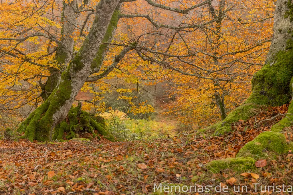 Navarra – Valle de Améscoa: ruta por el Bosque Encantado de Artea