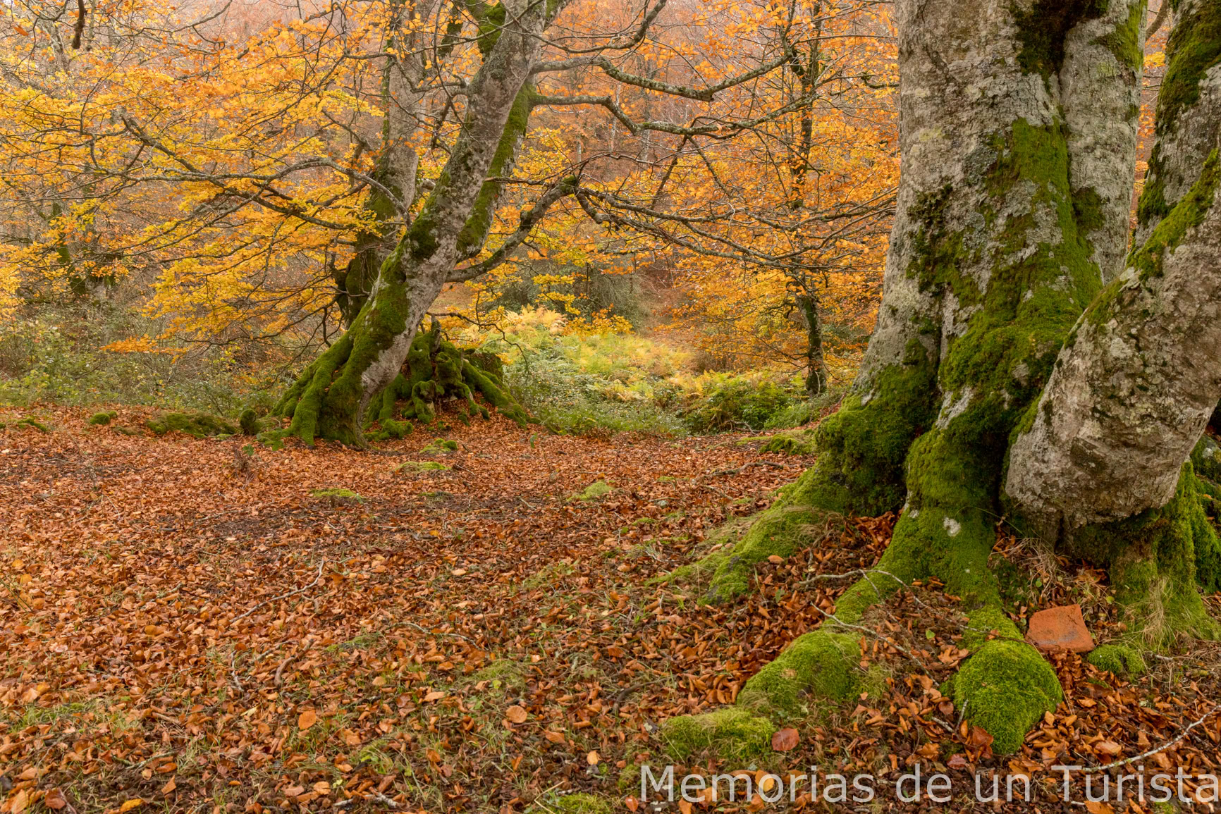Navarra – Valle de Améscoa: ruta por el Bosque Encantado de Artea