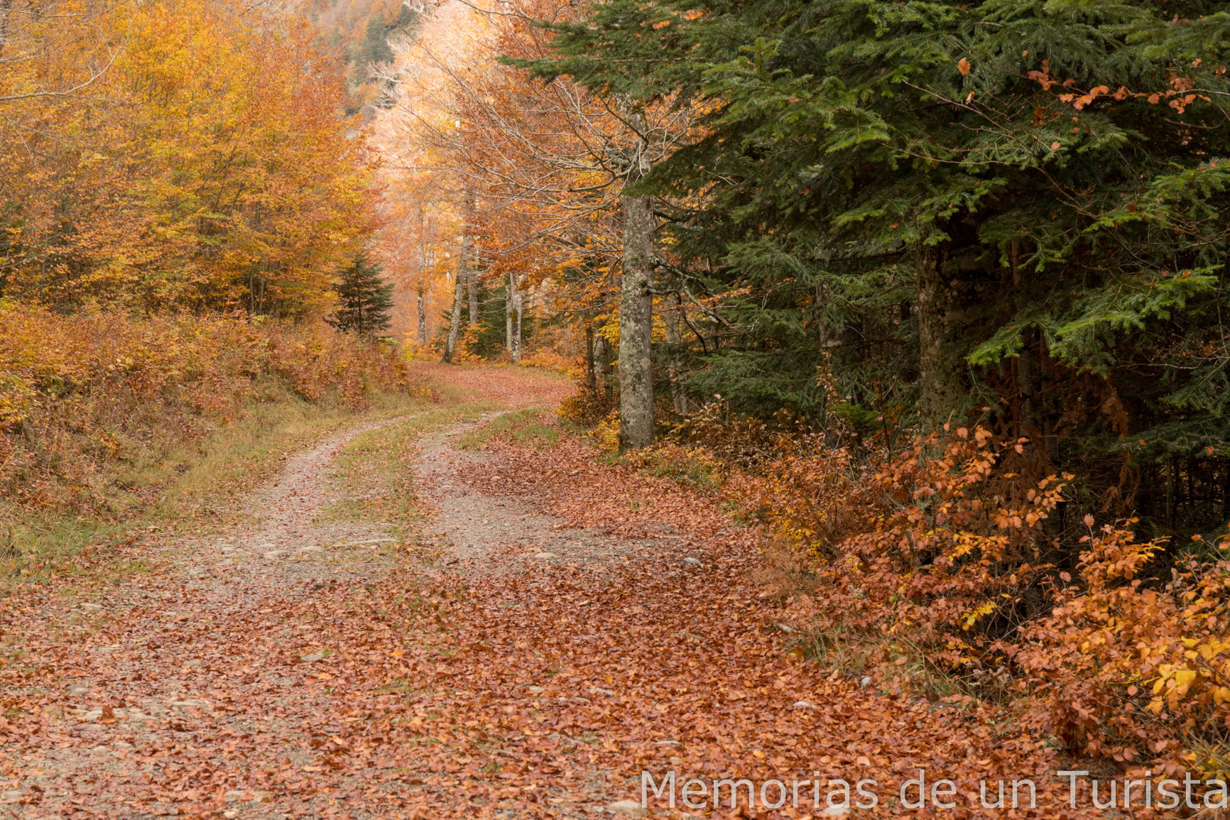 Caminando por el Bosque de Gamueta, en el Valle de Ansó (Huesca). Un paseo de otoño entre hayas amarillas y rojas, abetos verdes y el crujir de las hojas del suelo a mi paso