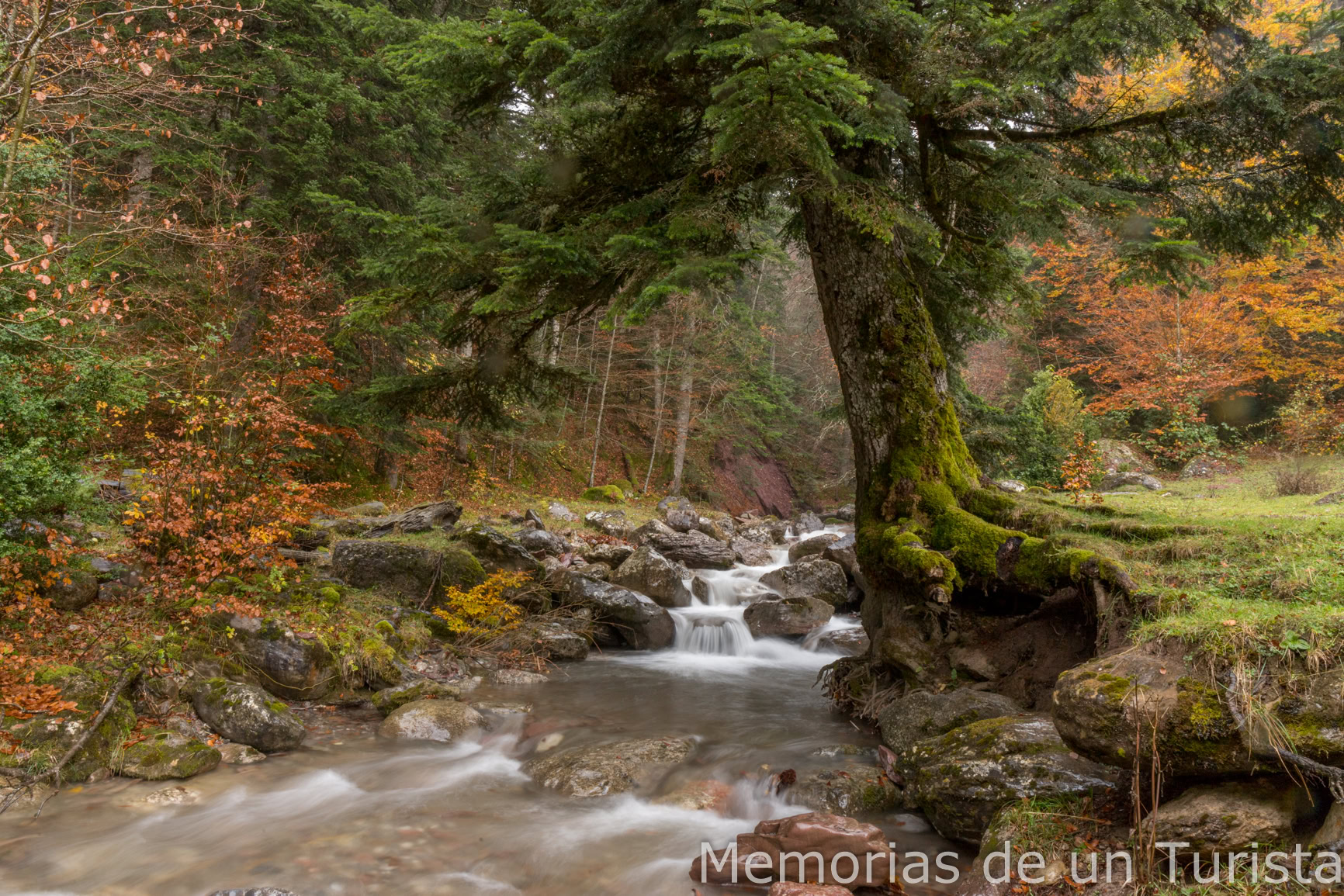 La Selva de Oza en otoño es un lugar mágico, impresionante. Si sale el día lluvioso podrás ver un increíble cromatismo de los ocres y amarillos de las hayas junto al verde de los abetos. Y si el río corre con agua, como en la foto, se crea un paisaje de fantasía