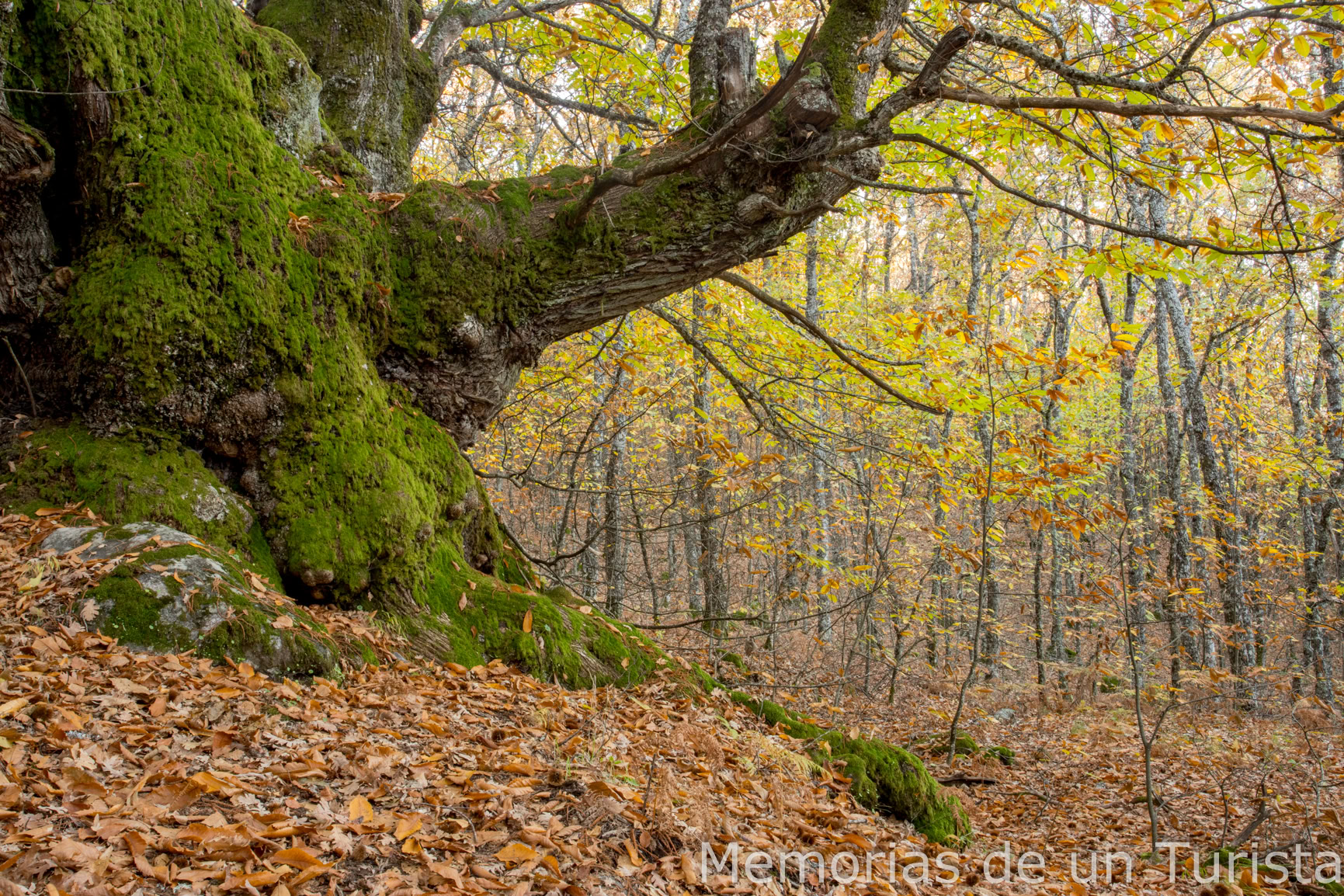 Extremadura – Valle del Jerte: ruta de los Castaños Centenarios de Casas del Castañar