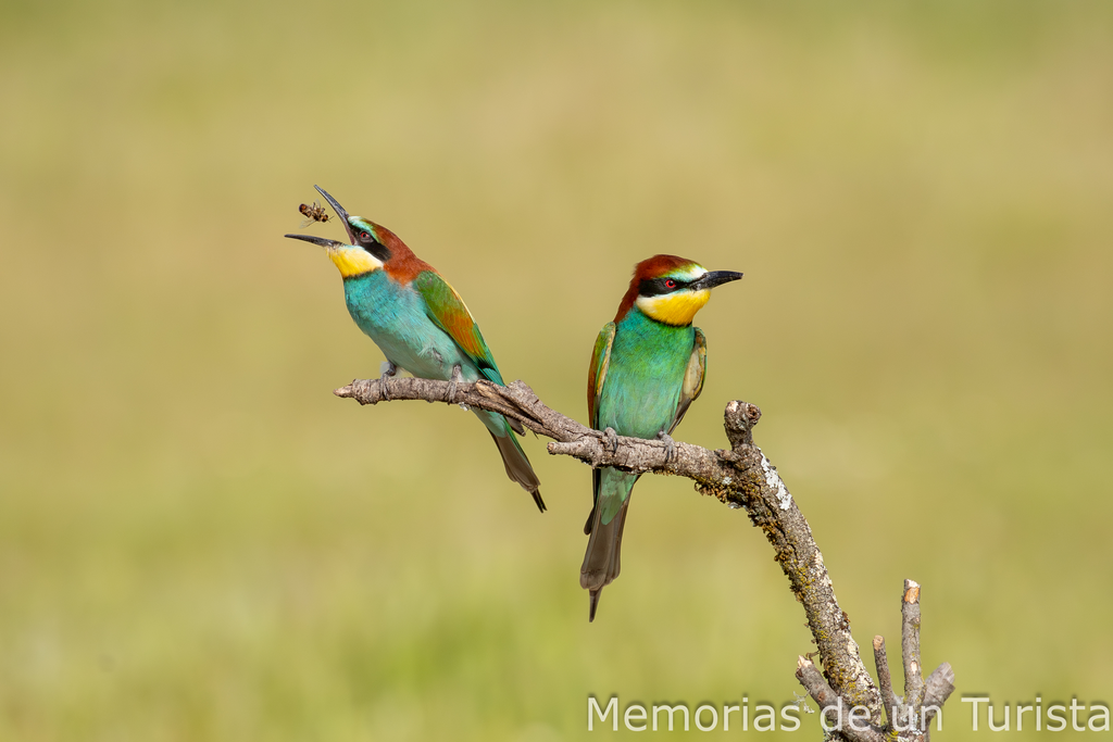 Castilla La Mancha-Hides de Calera: fotografiando la alegría de la primavera: abejarucos