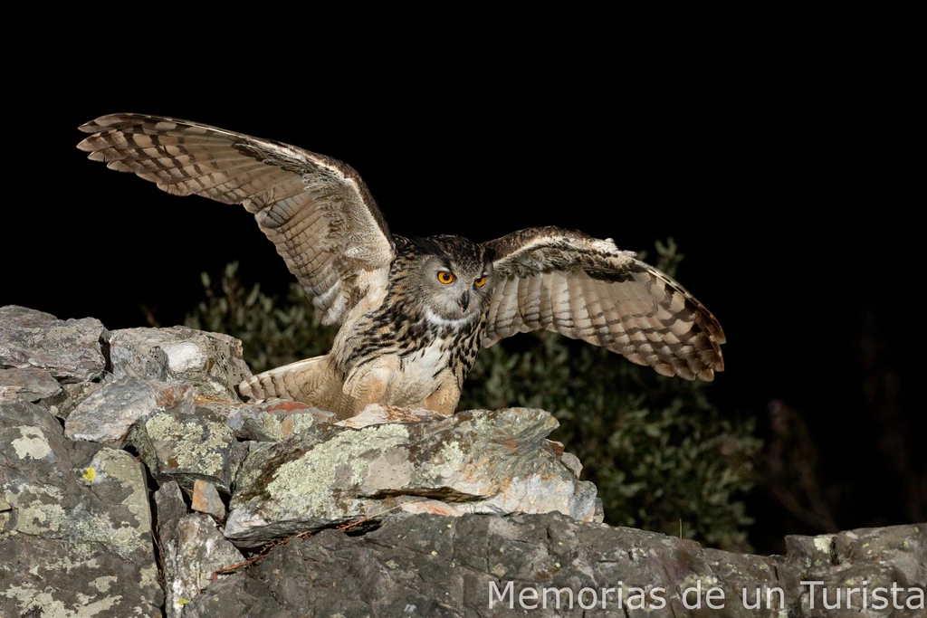 Búho real con las alas extendidas posado sobre unas rocas durante la noche en la Sierra de San Pedro, San Vicente de Alcántara. Se aprecian sus característicos ojos naranjas y el plumaje moteado en un primer plano nocturno.