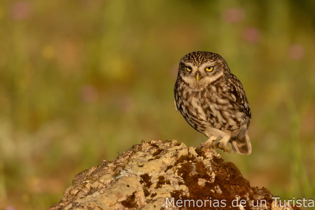 Castilla La Mancha-Hides de Calera: cada mochuelo a su olivo