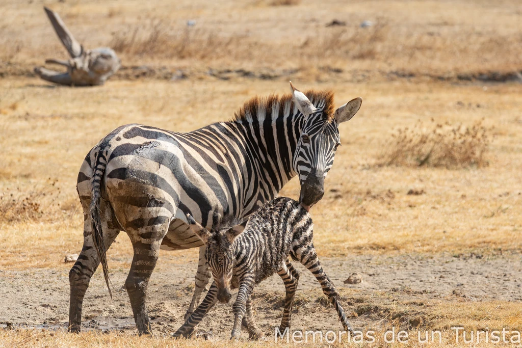 Tanzania-Nature in Spirit: los búfalos, los flamencos y el parto de la cebra en el Ngorongoro