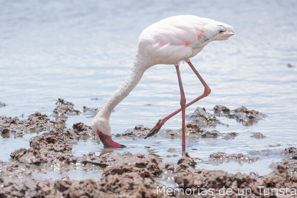 Un flamenco tiene el pico hundido en el Lago Magadi buscando alimento. Remueve el agua buscando algas mientras se sostiene en una sola pata. Reserva Natural de Ngorongoro, Tanzania