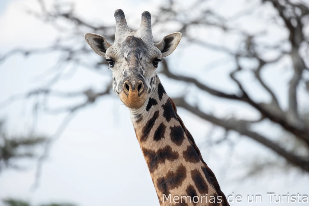 [Extra] Tanzania – Grandes herbívoros (y otros no tan grandes) que veré si viajo con Nature in Spirit